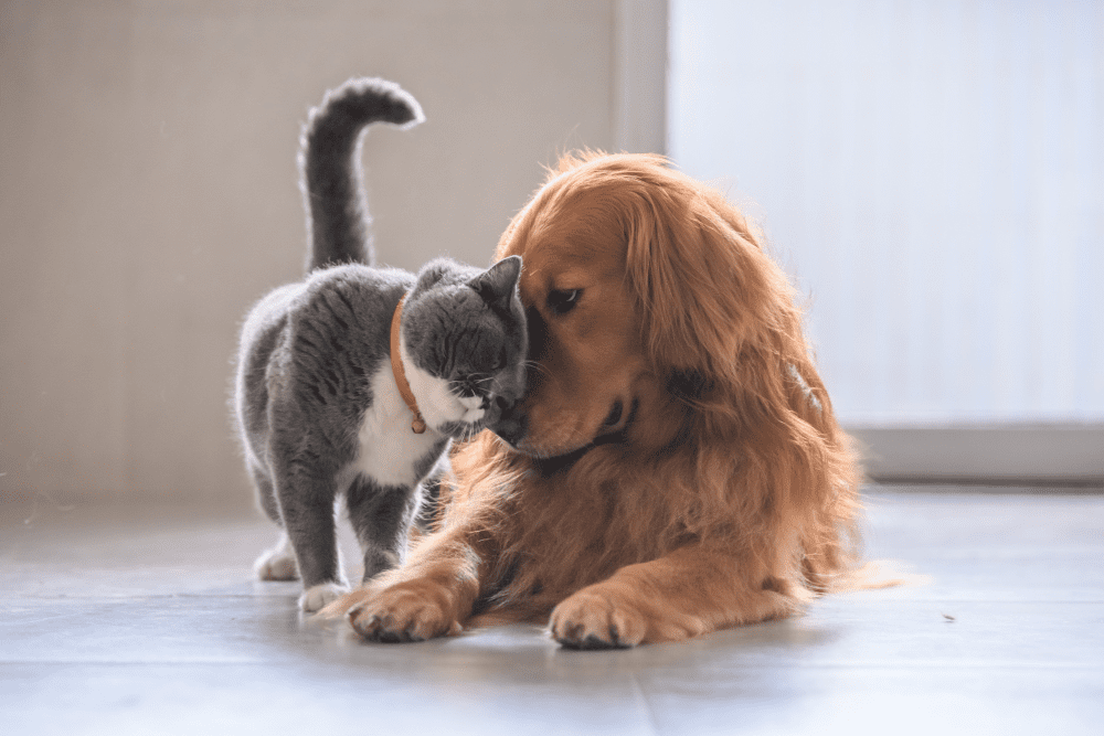 Golden retriever and grey and white cat nuzzilng their noses at Ardmore Animal Hospital.
